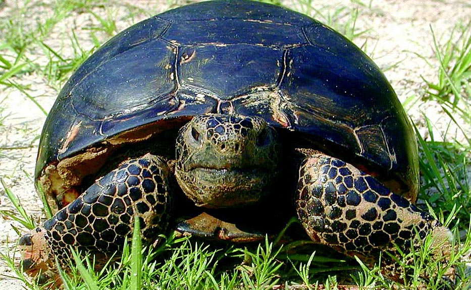 Gopher Tortoise