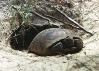 Gopher Tortoise