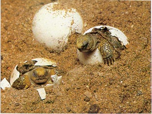 Gopher hatchlings