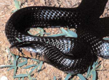 Indigo Snake