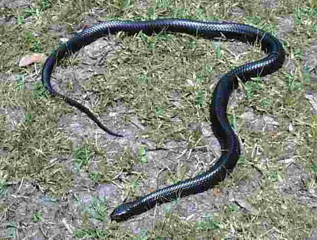 Indigo Snake