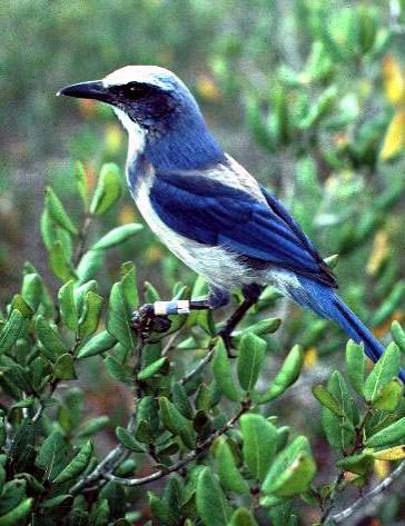 Scrub Jay