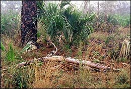 Scrub Jay Habitat