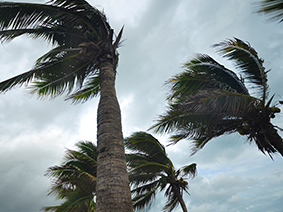 Palm Trees during a storm