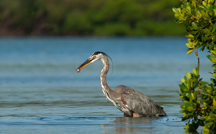 Indian River Lagoon Photo for Banner